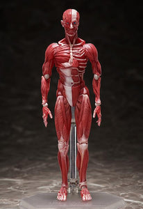 SP-142 - Human Anatomical Model