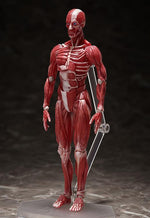 SP-142 - Human Anatomical Model