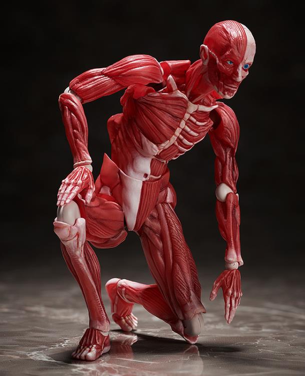 SP-142 - Human Anatomical Model