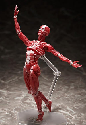 SP-142 - Human Anatomical Model