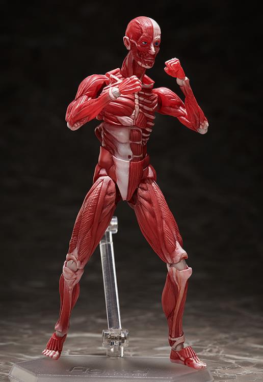 SP-142 - Human Anatomical Model