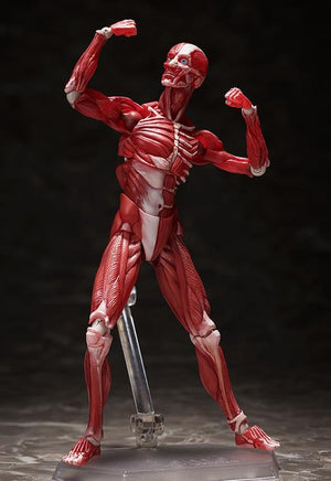 SP-142 - Human Anatomical Model