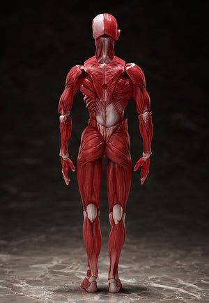 SP-142 - Human Anatomical Model